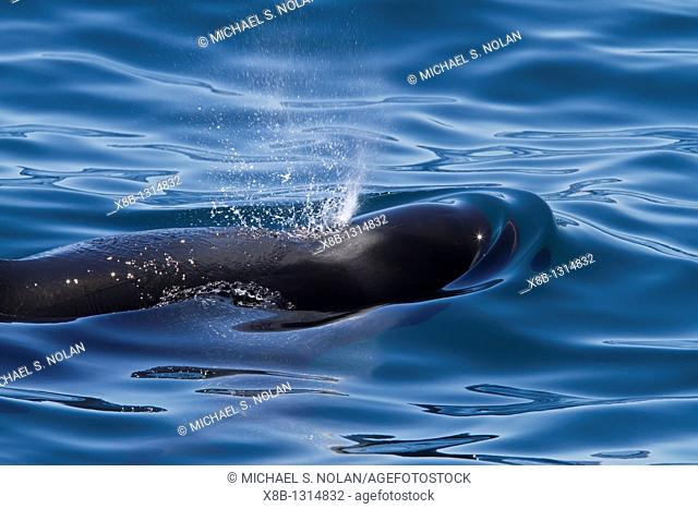 A pod of 40 to 50 short-finned pilot whales Globicephala macrorhynchus encountered SW of Isla San Pedro Martir in the midriff region of the Gulf of California...
