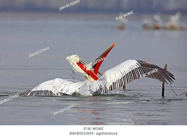 Dalmatian pelican (Pelecanus crispus), two Dalmatian pelicans fight for a small fish, Greece, Lake Kerkini