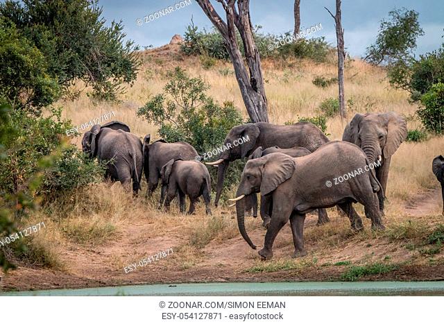 A herd of Elephants walking in the Sabi Sand Game Reserve, South Africa