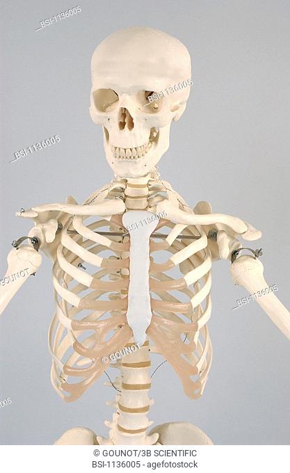 SKELETON<BR>Anatomical model of the head and  torso of a human skeleton, anterior view.  The rib cage is made up of the sternum (in gray)