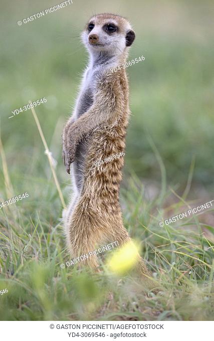 Suricate (Suricata suricatta), watching. Always alert to the possible attack of a predator. While watching the rest of the group is dedicated to hunt all kinds...
