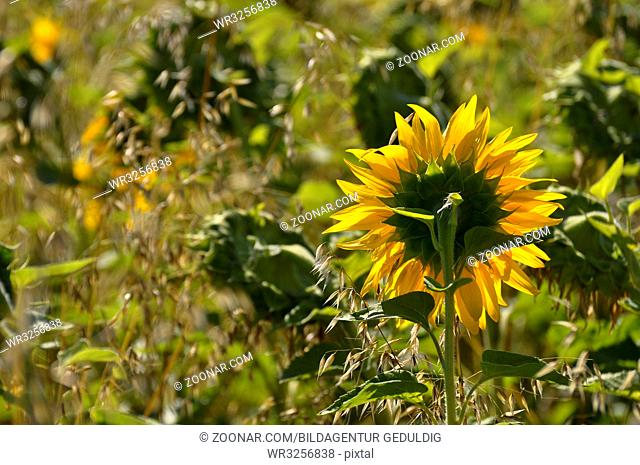 Sonnenblume im Haferfeld