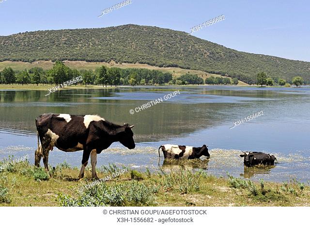 cows by the Dayet Aoua lake, around Ifrane, Middle Atlas, Morocco, North Africa