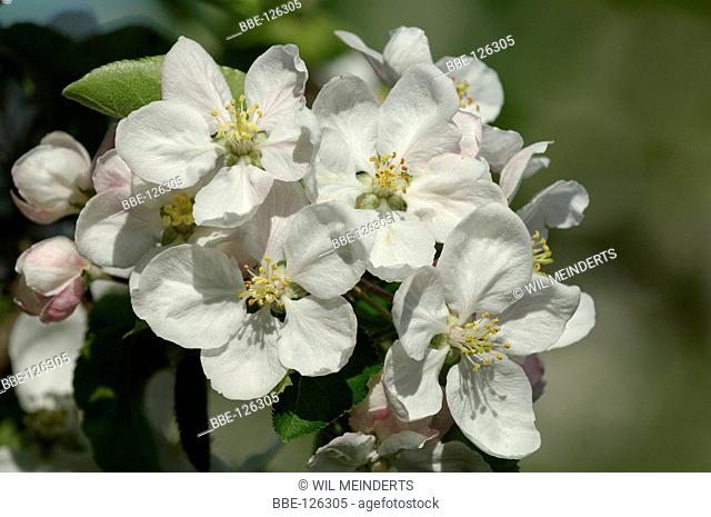 Pear blossom in close-up
