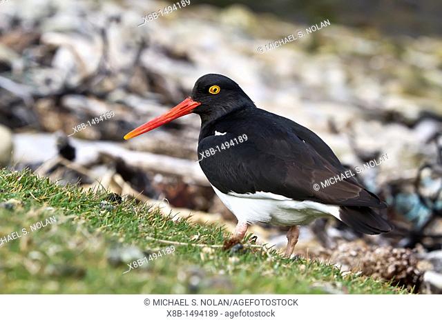 Adult Magellanic oystercatcher Haematopus leucopodus on Carcass Island in the Falkland Islands, South Atlantic Ocean MORE INFO This bird is a species of wader...