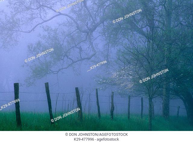 Fence line and trees in fog along Sparks Lane in Cades Cove. Great Smoky Mountains NP. Tennessee. USA