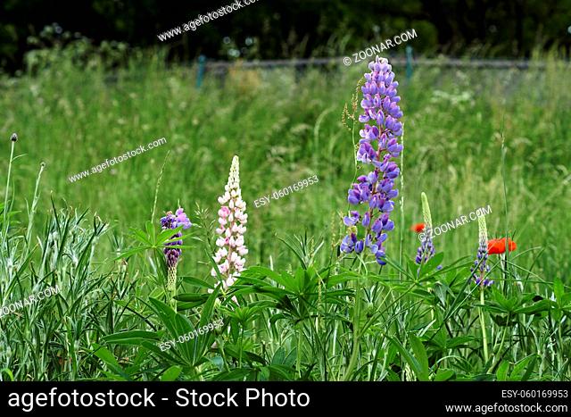 Various blooming lupine plants photographed in summer