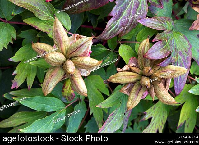 fruit of Paeonia mascula Korallen-Pfingsrose (Paeonia mascula, Syn. P. corallina , P. kavachensis), known as jester's hats, in the botanical garden , Bonn