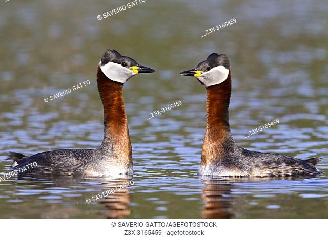 Red-necked Grebe (Podiceps grisegena), pair displaying in the water