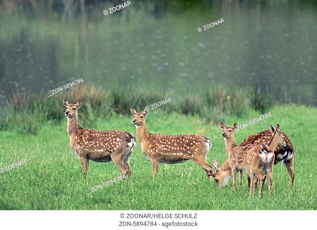 Unterart: Dybowski-Sika - Sikahirsch mit Bastgeweih, Sikatiere und Kalb im Sommerfell - (Sikawild) / Subspecies: Dybowski Sika Deer stag with velvet-covered...