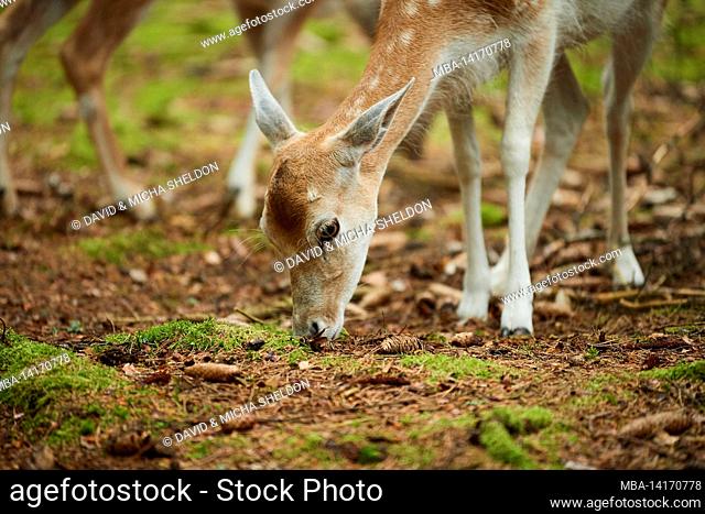 fallow deer (dama dama), clearing, standing