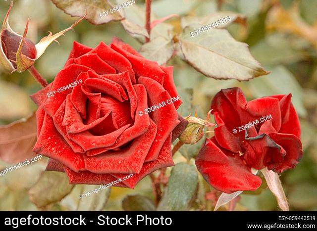 Top view of two red rose flower in garden. Shot toned in vintage color, selective focus blurred background. Wilting rose in the center with copyspace by sides
