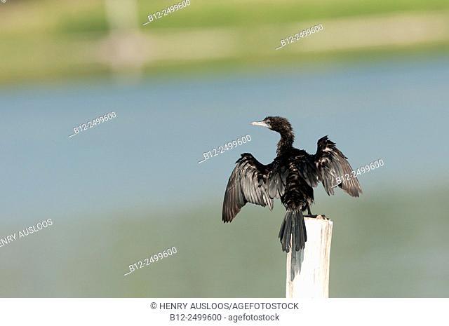 Little Cormorant (Phalacrocorax niger). Thailand