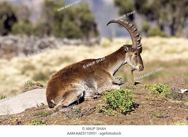 Walia ibex resting (Capra walie) Simien Mountains National Park, Ethiopia. Nov 2008