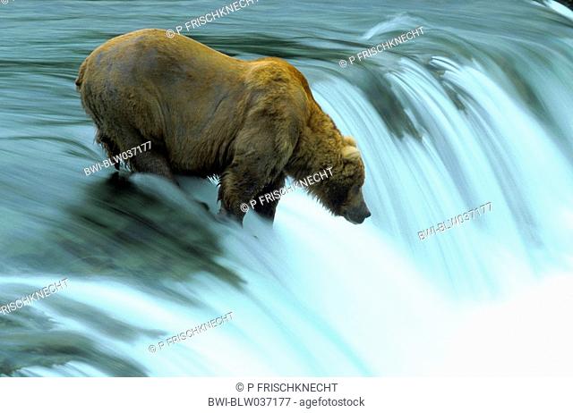 brown bear Ursus arctos, single bear catching salmons at the Brooks Falls, waiting for the fish to come, USA, Alaska