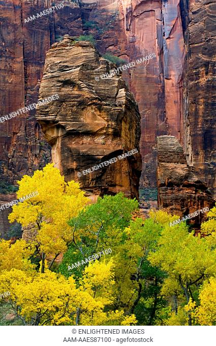 Fall Foliage on Trees below Red Rock Cliffs and The Pulpit, Zion Canyon, Zion National Park, Utah