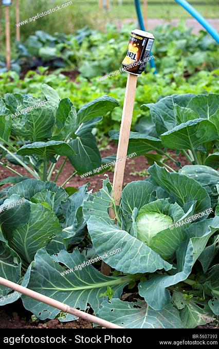 Cabbage (Brassica oleracea) crop, in vegetable plot, with can on stick used to deter birds and pests, England, United Kingdom, Europe