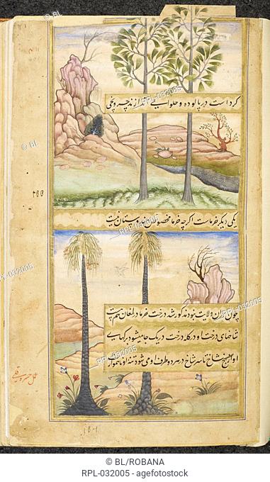Date palms. An illustration to the memoirs of the Emperor Babur. Image taken from Vaqi 'at-i Baburi. Originally published/produced in India, c.1590