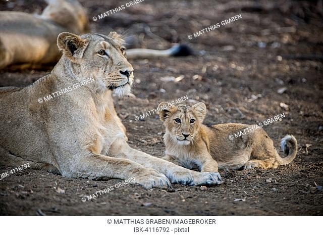 Asiatic lion (Panthera leo persica), female, lioness with cub, Gir Interpretation Zone or Devalia Safari Park, Gir Forest National Park