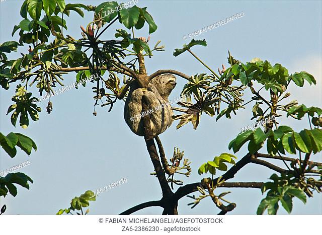 Three-toed sloth (Bradypus variegatus) on Cecropia tree in the northern mountain rainforests, Venezuela. Cecropia tree leaves are the favourite food of sloths