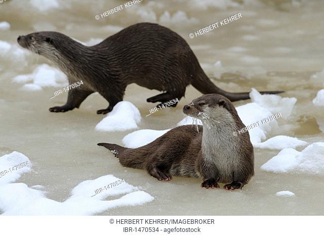 European Otters (Lutra lutra)