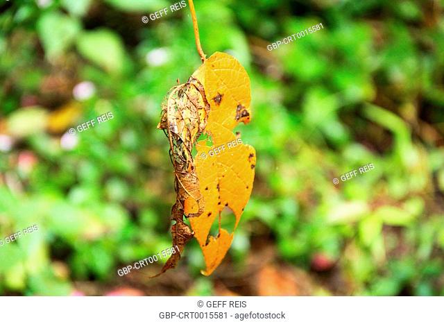 Minas Gerais; MG; Monte Verde; Brazil; drilled dry leaf