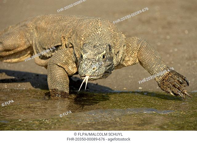 Komodo Dragon (Varanus komodoensis) adult, flicking forked tongue, walking on beach at edge of water, Rinca Island, Komodo N.P