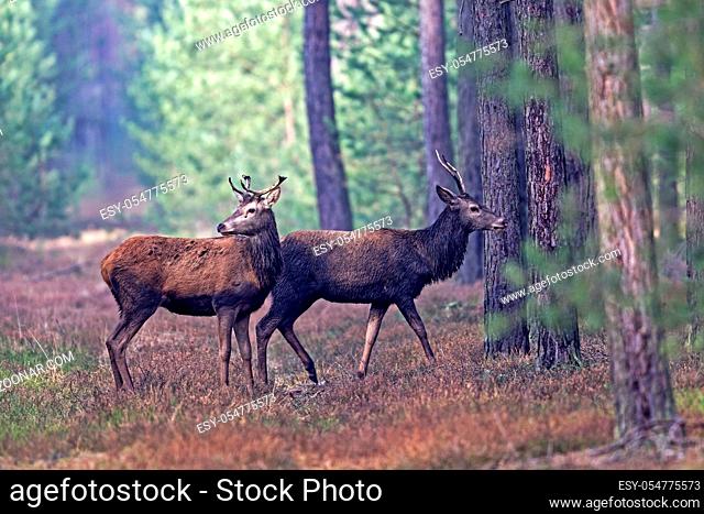 Rothirsch, die Geweihe werden einmal im Jahr abgeworfen, meist im Februar und Maerz - (Rotwild - Foto Rothirsch und Spiesser) / Red Deer