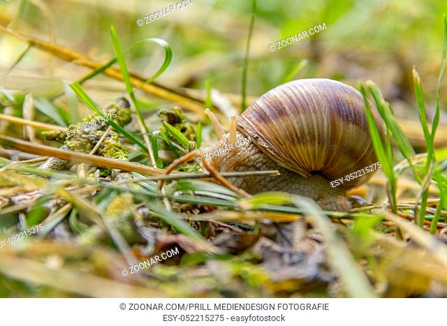 closeup shot of a roman snail in natural ambiance
