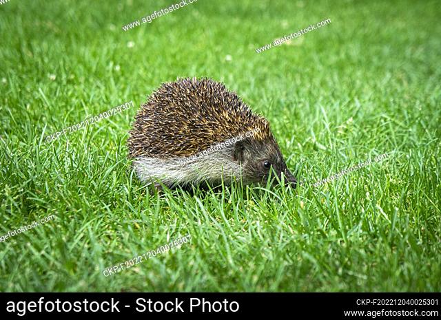 Western European Hedgehog, Erinaceus europaeus, feeds herself in grass in Pruhonice, Central Bohemian Region, Czech Republic, June 6, 2022