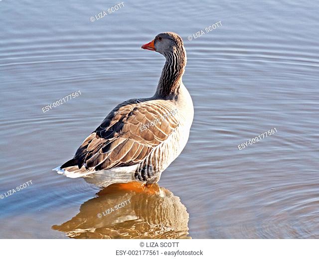 large duck on lake