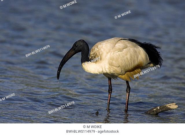 sacred ibis Threskiornis aethiopicus, adult bird standing in shallow water, France, Camargue