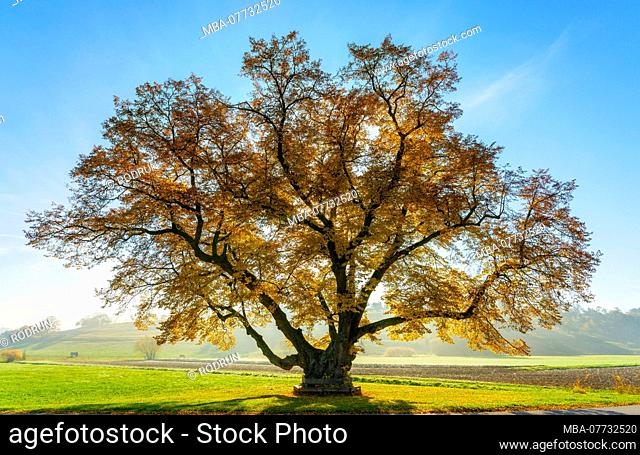 Germany, Baden-Wurttemberg, Hildrizhausen, upper lime-tree in the Würmtal
