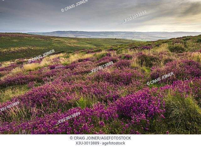 Bell heather in flower on Beacon Hill in the Quantock Hills in late summer. Weacombe, Somerset, England