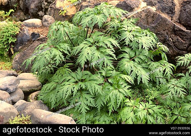 Pata de gallo (Geranium reuteri or Geranium canariense) is a perennial herb endemic to Canary Islands except Lanzarote and Fuerteventura