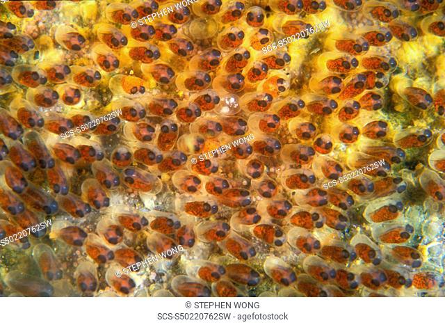 Saddleback Anemonefish Eggs, Amphiprion polymnus Gorontalo, Sulawesi, Indonesia rr