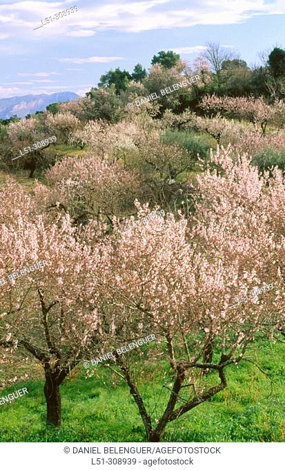 Almond trees in blossom. Laguar Valley. Alicante province, Spain