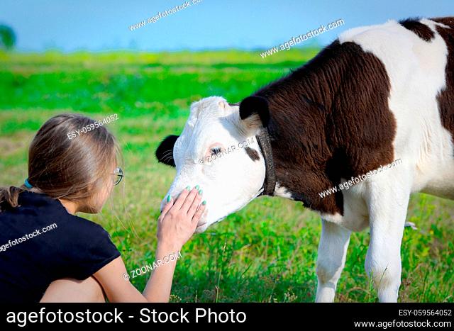 A young calf licks the girl's hand. Friendship between an animal and a child. Teen girl stroking a young bull in a green meadow