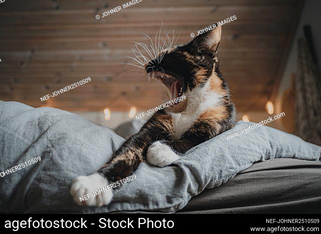 Cat lying on bed and yawning