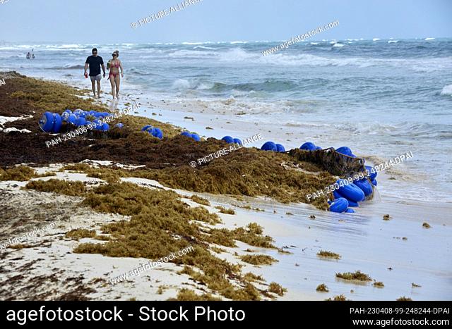 28 March 2023, Mexico, Tulum: Huge algae carpets sometimes spoil the vacation mood on the beaches of Mexico. (to dpa ""Brown algae nightmare in the Caribbean...