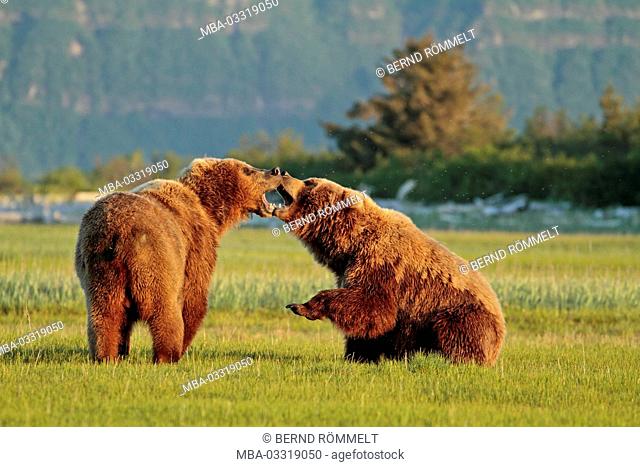 North America, the USA, Alaska, Katmai national park, Hello, Bay, brown bear, Ursus arctos