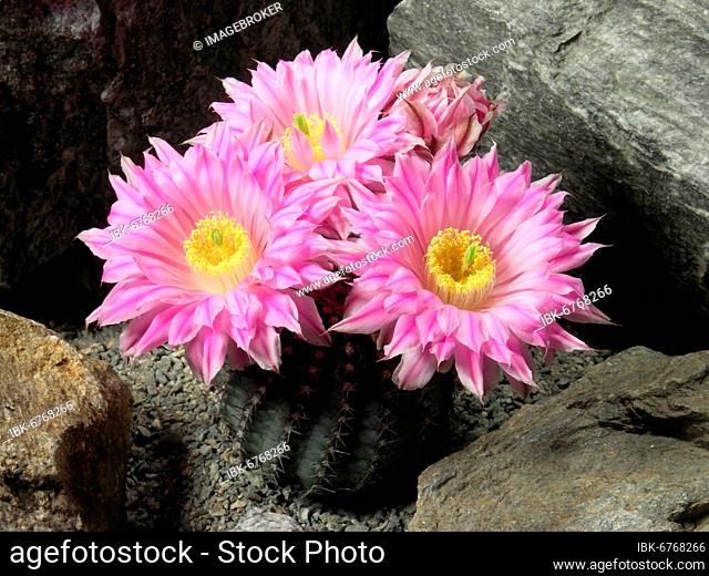 Echinocereus pulchellus, cactus, cactus plant with blossoms, cactus, cactus plant with blossoms