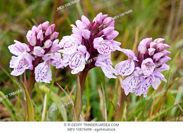 Heath Spotted Orchid - Close up of three flower heads (Dacttlorhiza maculata ericetorum). Berneray - Outer Hebrides - Scotland