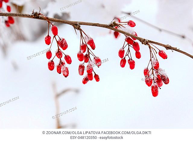 Barberries in the snow. Winter day