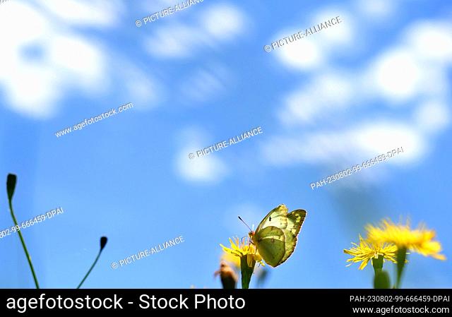 02 August 2023, Bavaria, Kaufbeuren: A white clover yellowing sits on a flower in a flower meadow under a white-blue sky