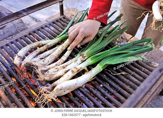 Traditional Cooking spring onions, Cocción tradicional de calçots
