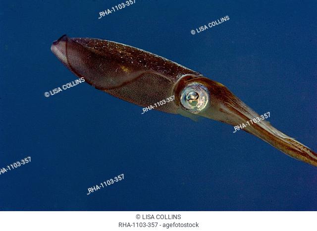 Caribbean reef squid (Sepioteuthis sepioidea), Dominica, West Indies, Caribbean, Central America