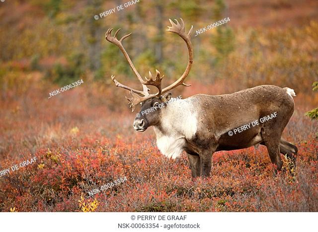 Caribou (Rangifer tarandus) bull on tundra, United States, Alaska, Denali National Park and Preserve