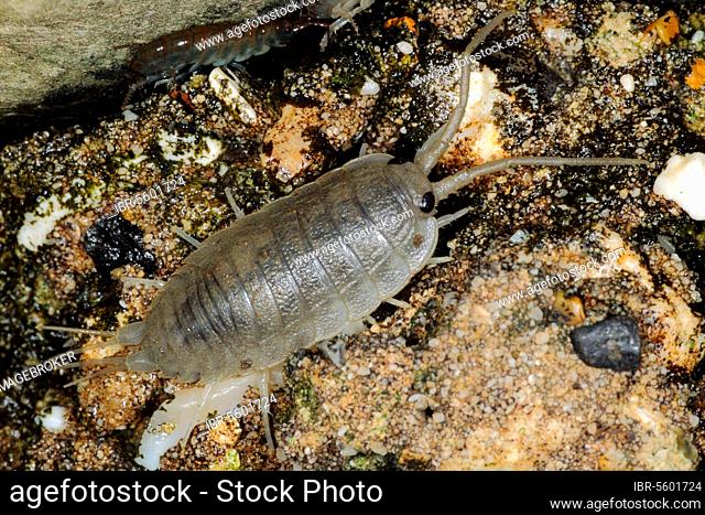Sea roach, Cliff isopods (Isopoda), Other animals, Animals, Sea slater (Ligia oceanica) adult, on sea wall, Kimmeridge, Isle of Purbeck, Dorset, England
