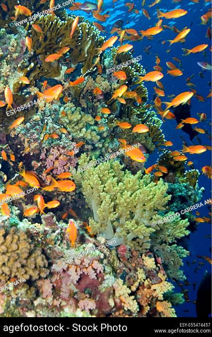 Coral Reef Underwater Landscape, Soft and Hard Coral, Coral Reef, Red Sea, Egypt, Africa